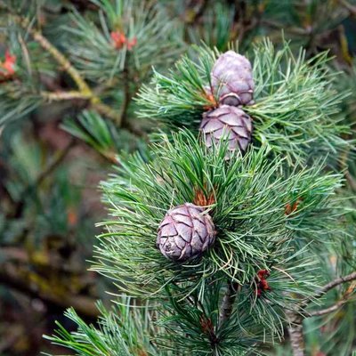 Pines