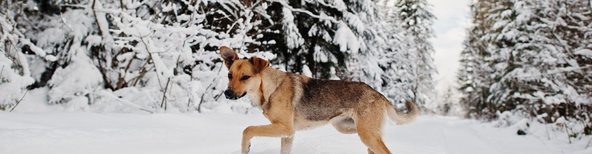 © ZIRM KG - des Lang Lorenz