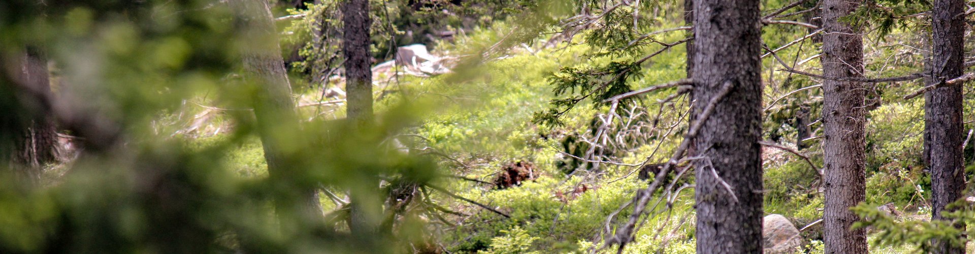 © ZIRM KG - des Lang Lorenz