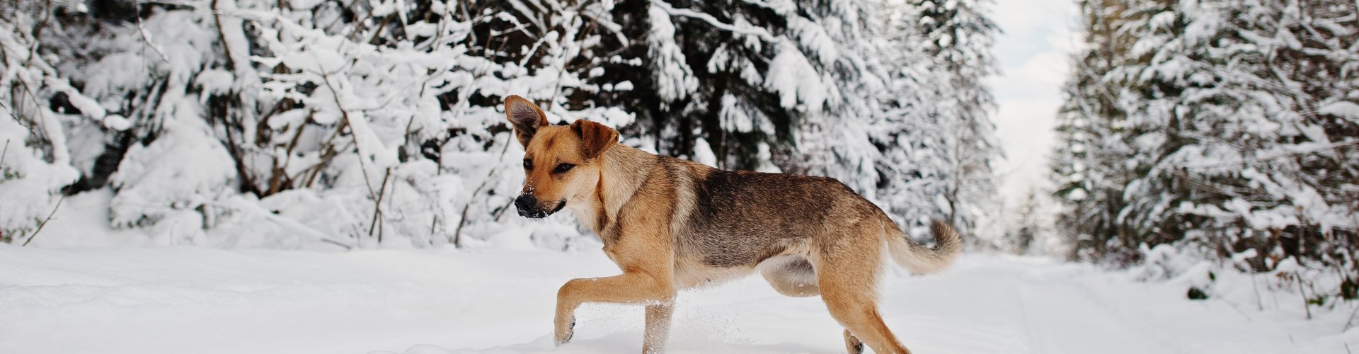 © ZIRM KG - des Lang Lorenz