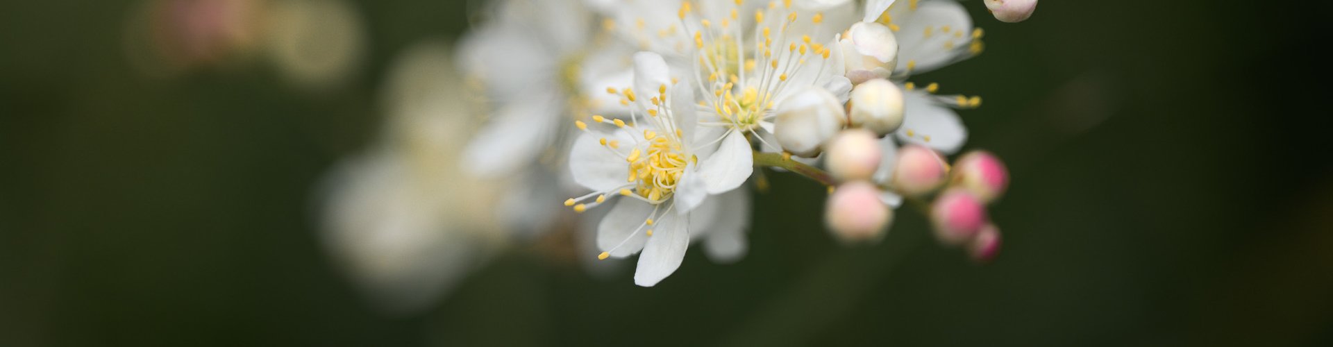 © 2026 ZIRM KG - des Lang Lorenz